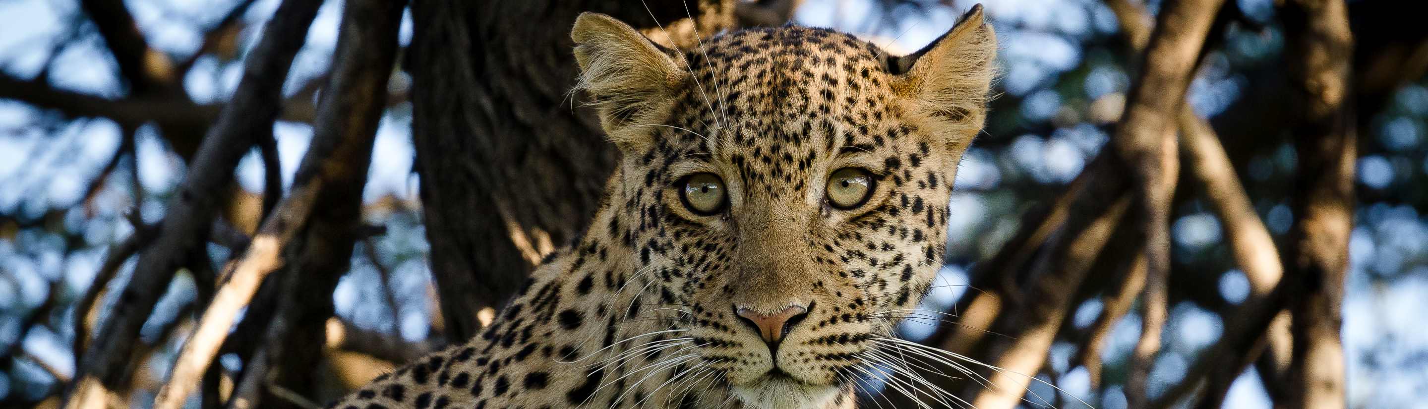 Top 10 Safari-Ziele in Afrika