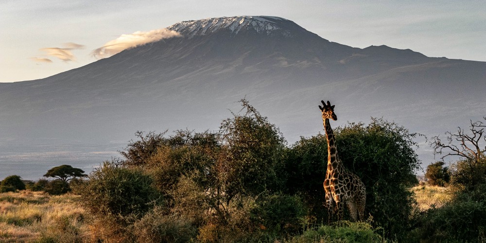 Giraffe vor dem Kilimanjaro im Amboseli Nationapark