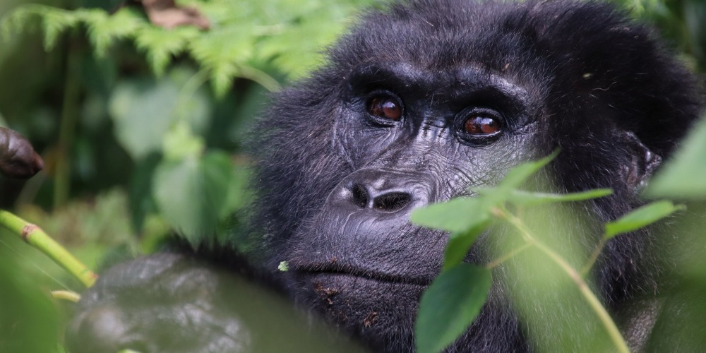 Nahaufnahme von einem Gorilla im Bwindi Impenetrable Forest