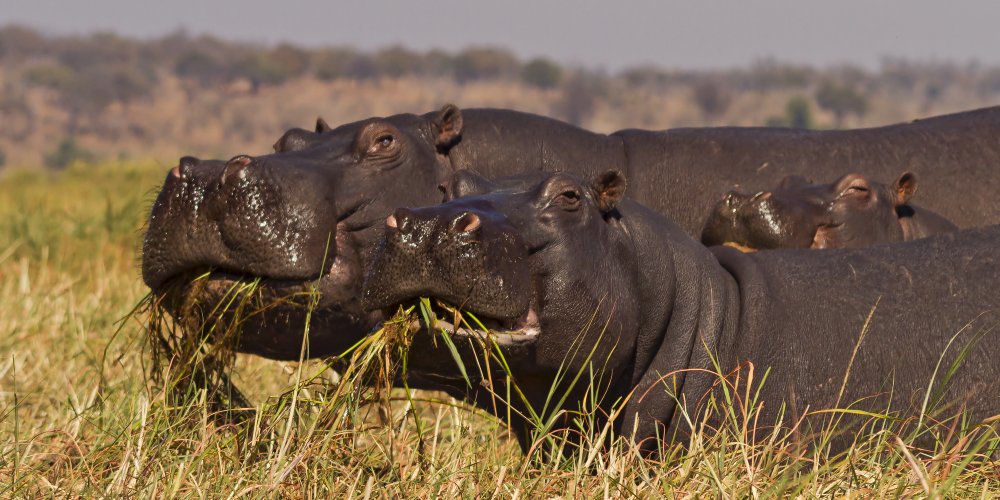 Nilpferde im Chobe Nationalpark