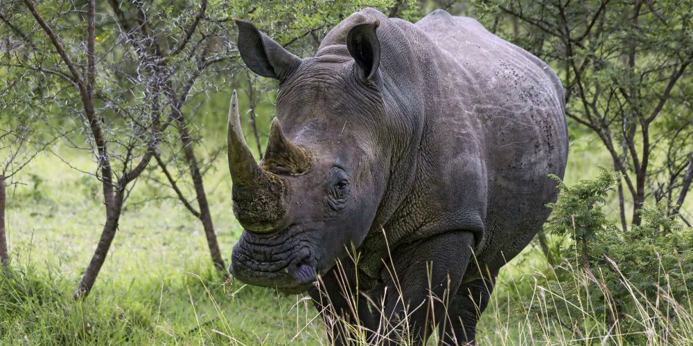 Nashorn im Kruger Nationalpark