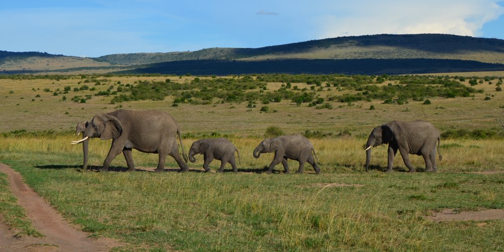 Elefantenfamilie in der Masai Mara