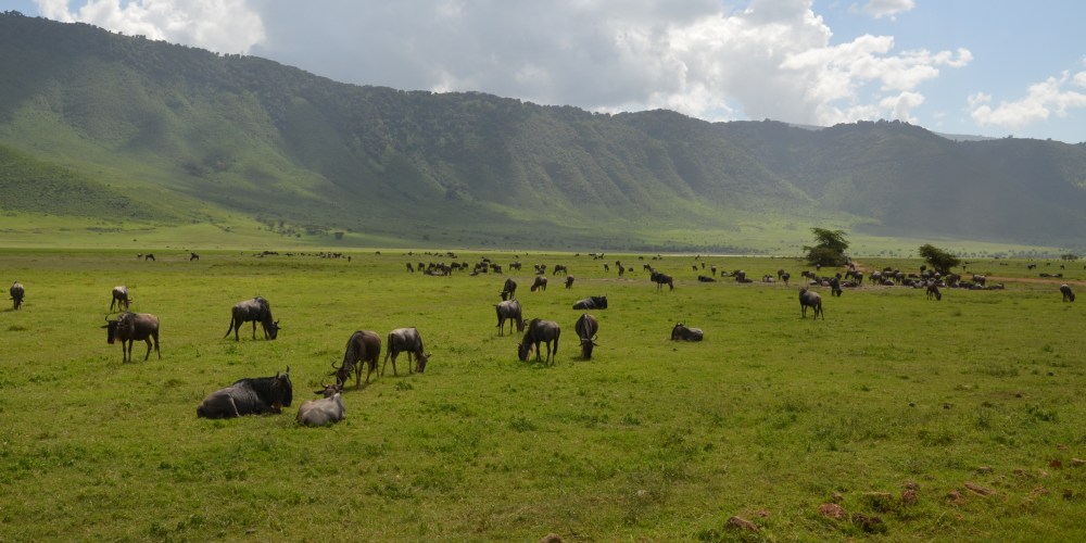 Gnu-Herde im Ngorongoro Krater