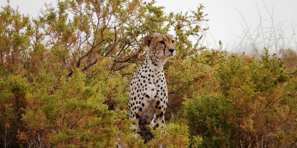 Gepard im Samburu Nationalpark