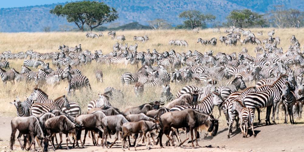 Tierwanderung von Zebras in der Serengeti