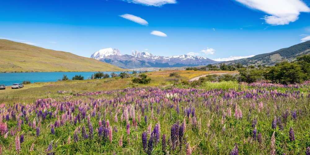 Blumenfeld im Torres del Paine in Patagonien