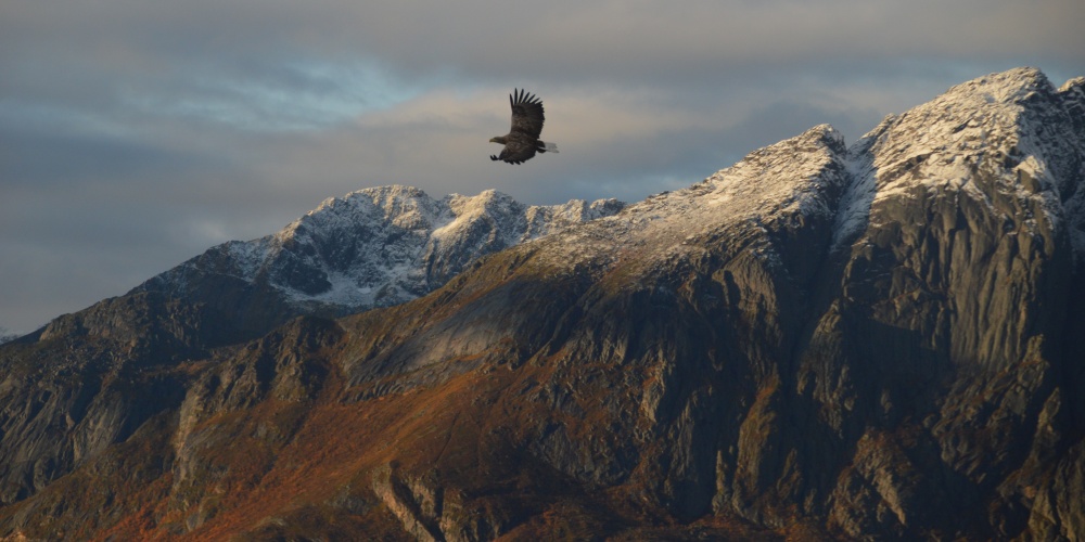 Seeadler im Trollfjord in Norwegen