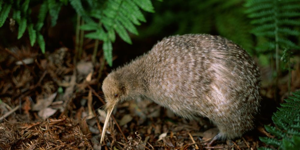 Ein Kiwi in Zealandia in Wellington, Neuseeland