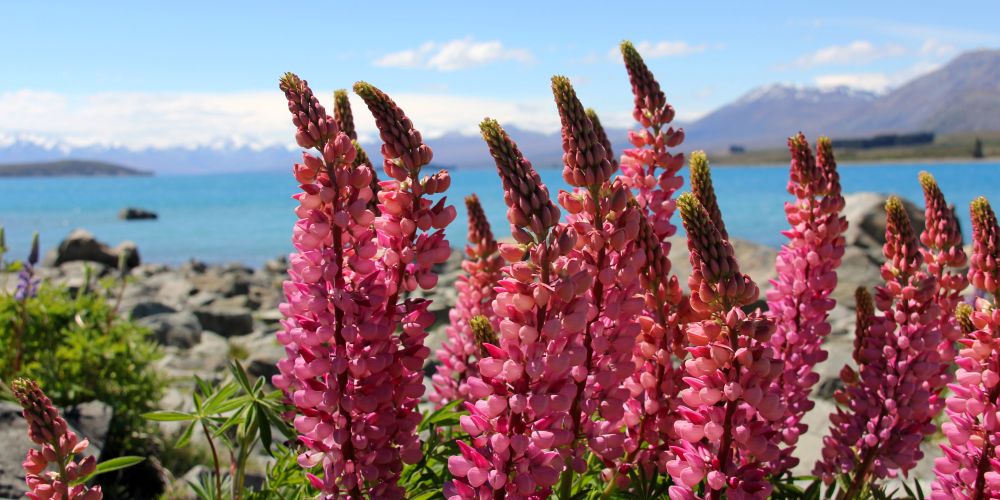 Rosa Lupinen am Lake Tekapo in Neuseeland