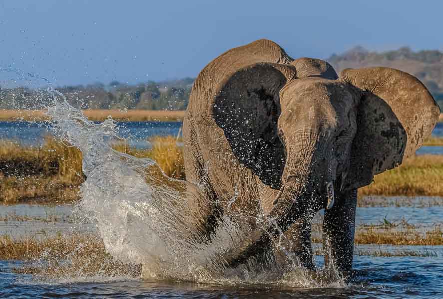 Elefant beim Baden Botswana