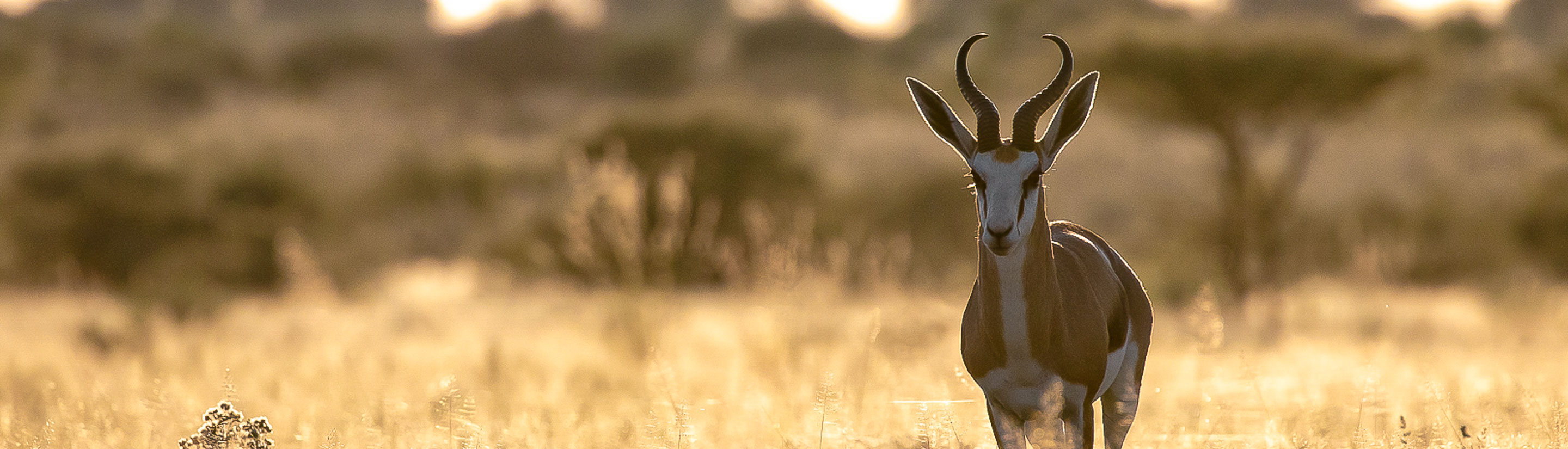 Kalahari-Moremi