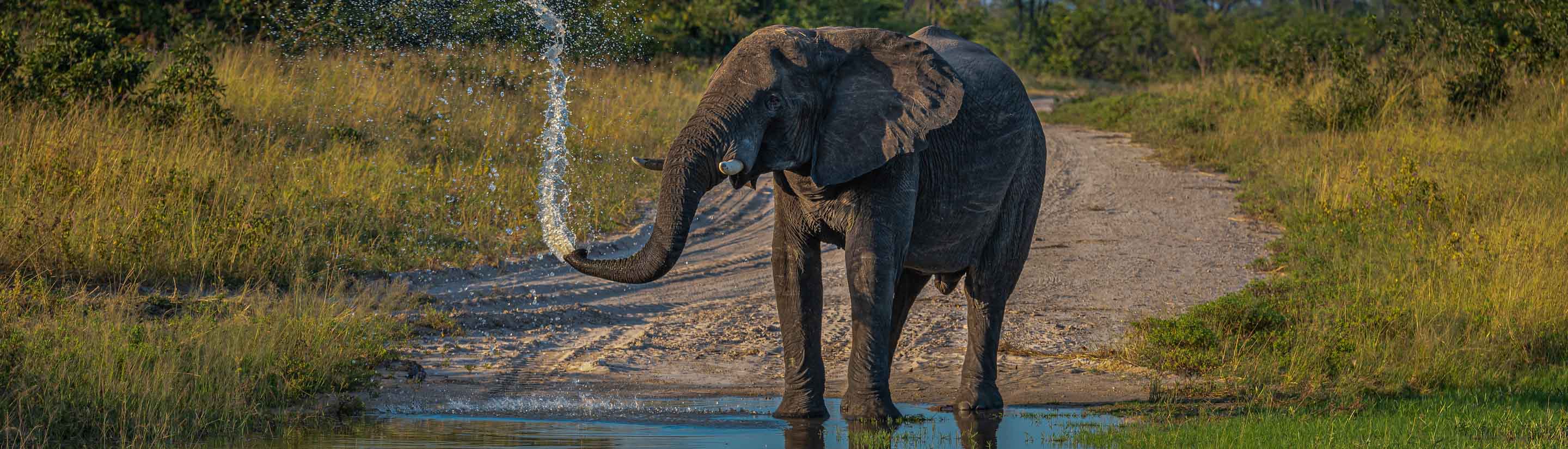 Elefantendusche Botswana Reise