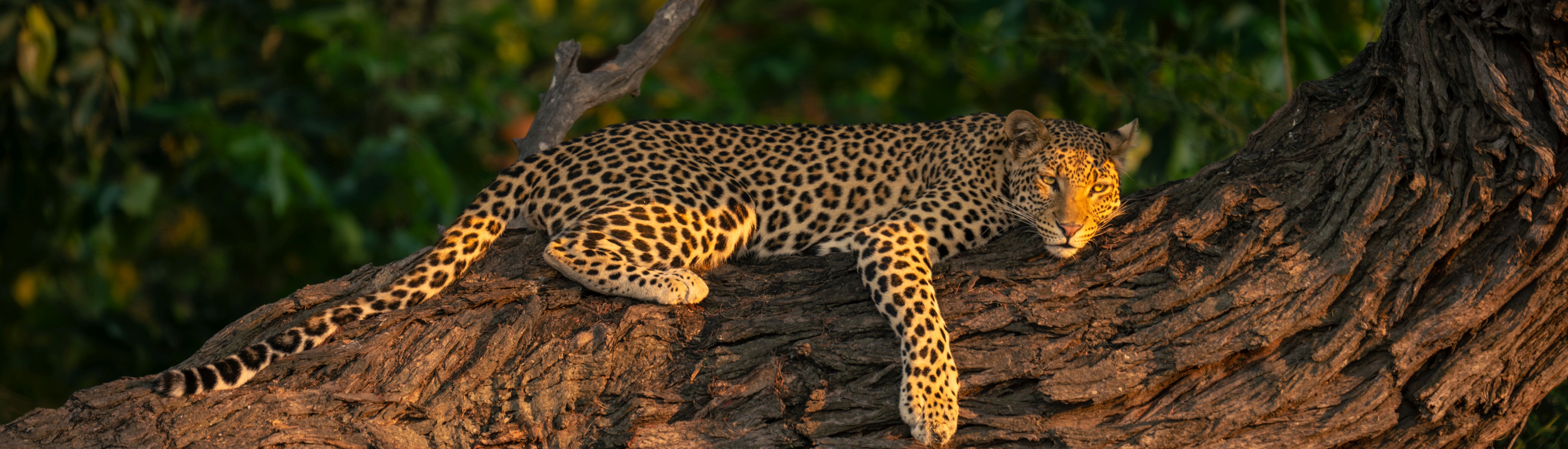Leopard