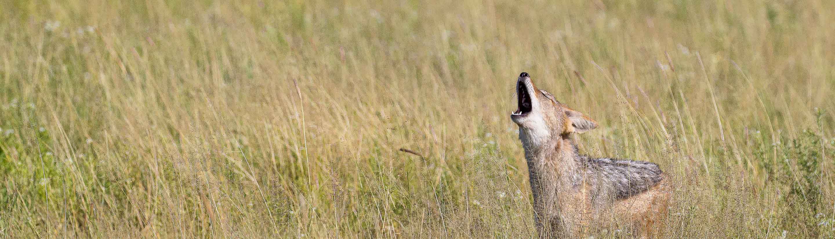 Ruf der Wildnis