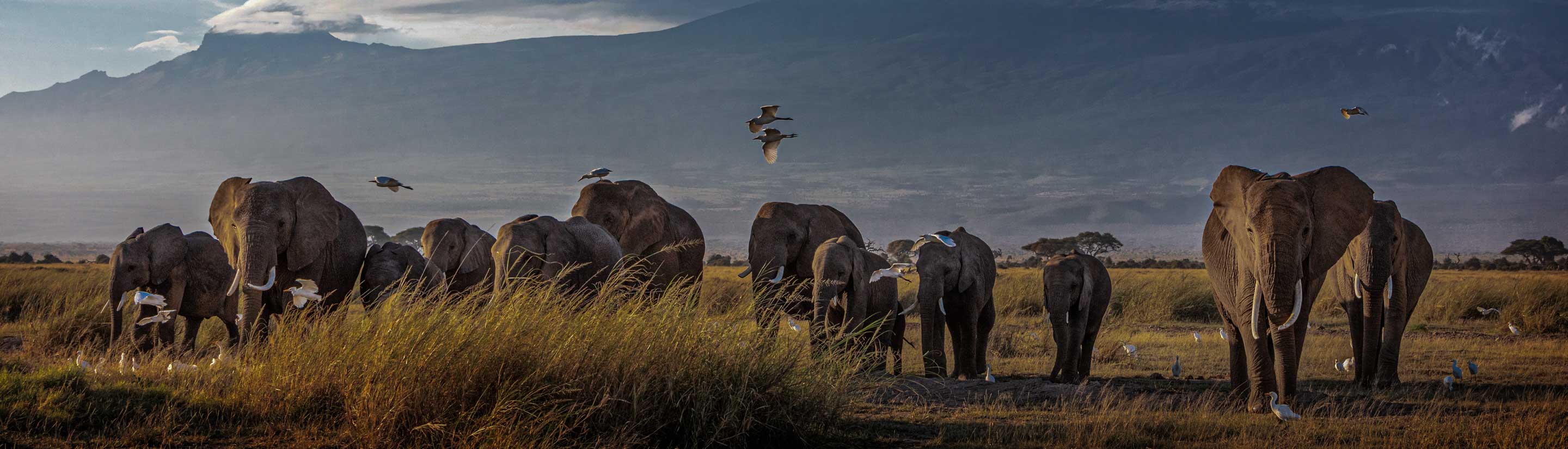 Elefanten in der Savanne in Kenia