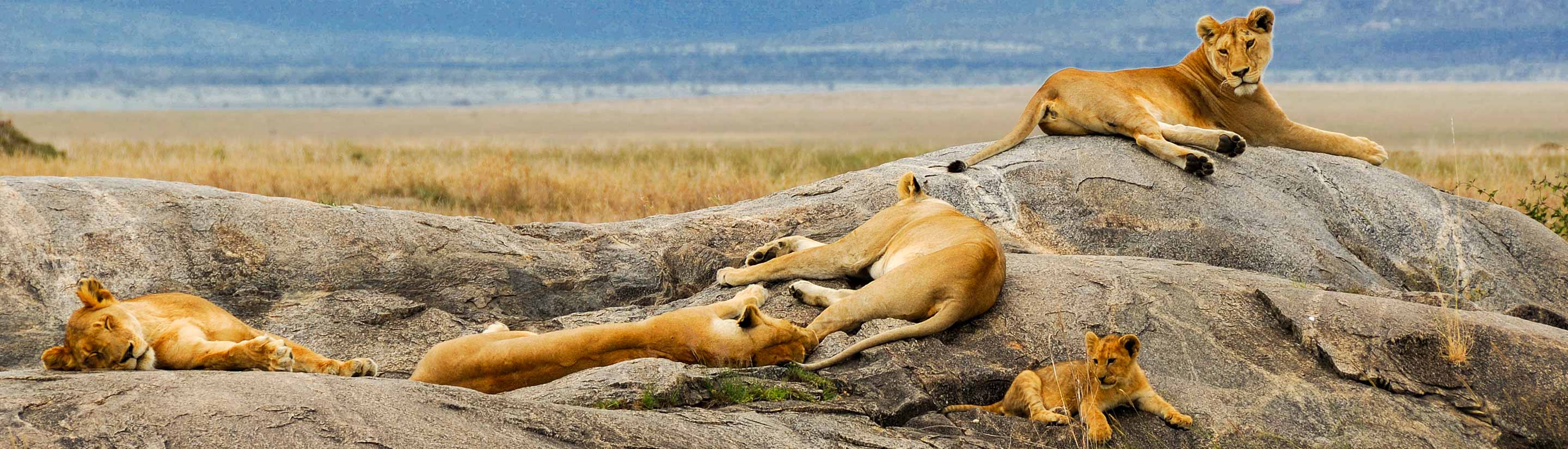 Kenia-Rundreise: der Safari Klassiker 