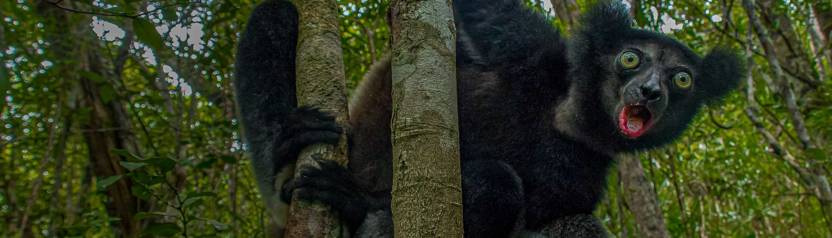 Schwarzer lemur auf Baum Madagaskar