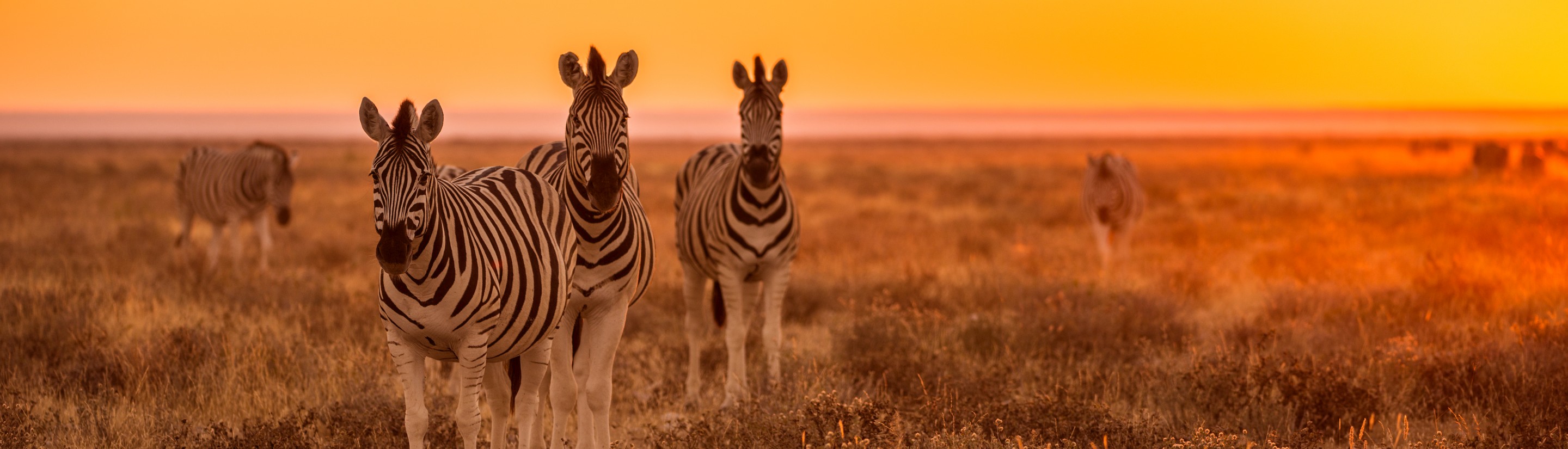 Namibia-Rundreise: Wo Träume Wirklichkeit werden