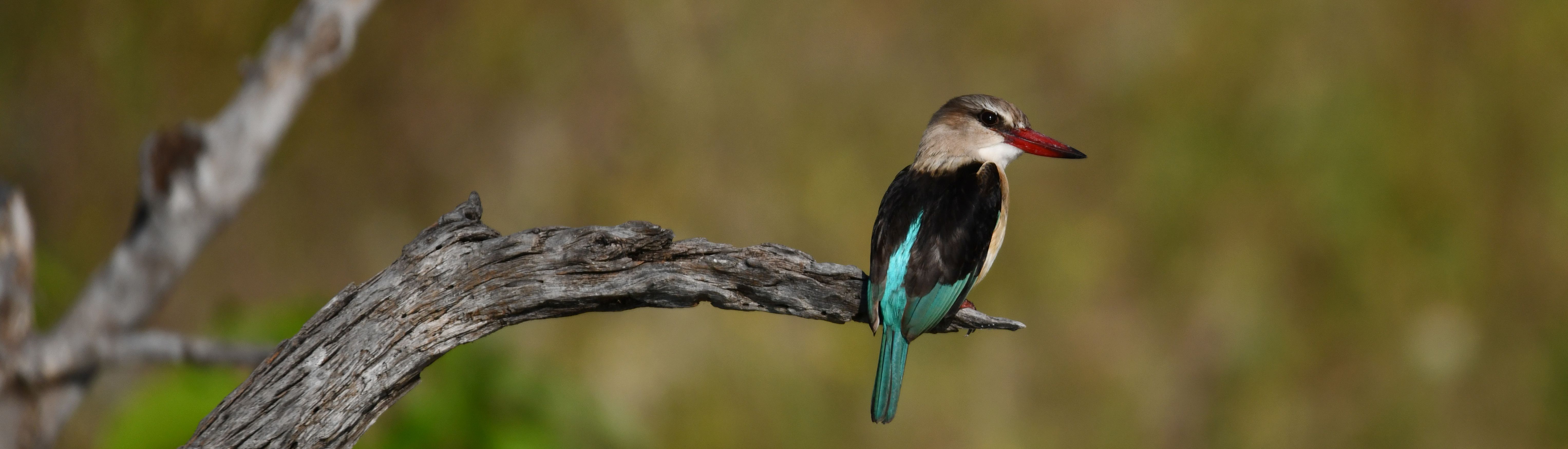 Kingfisher de Luxe
