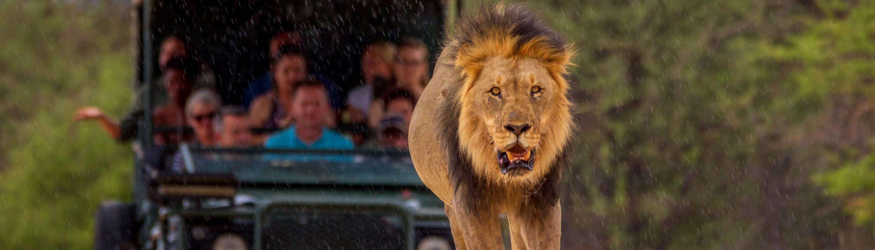 Südafrika-Rundreise: Kruger-Nationalpark und Kapstadt