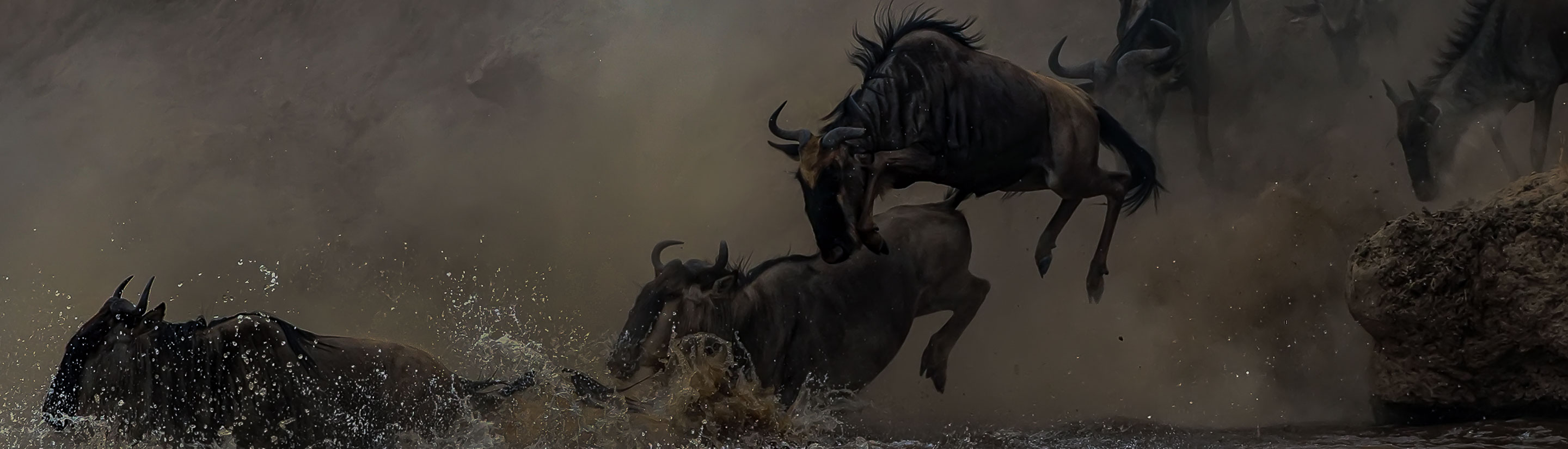 Gnus springen in Fluss in Tansania.