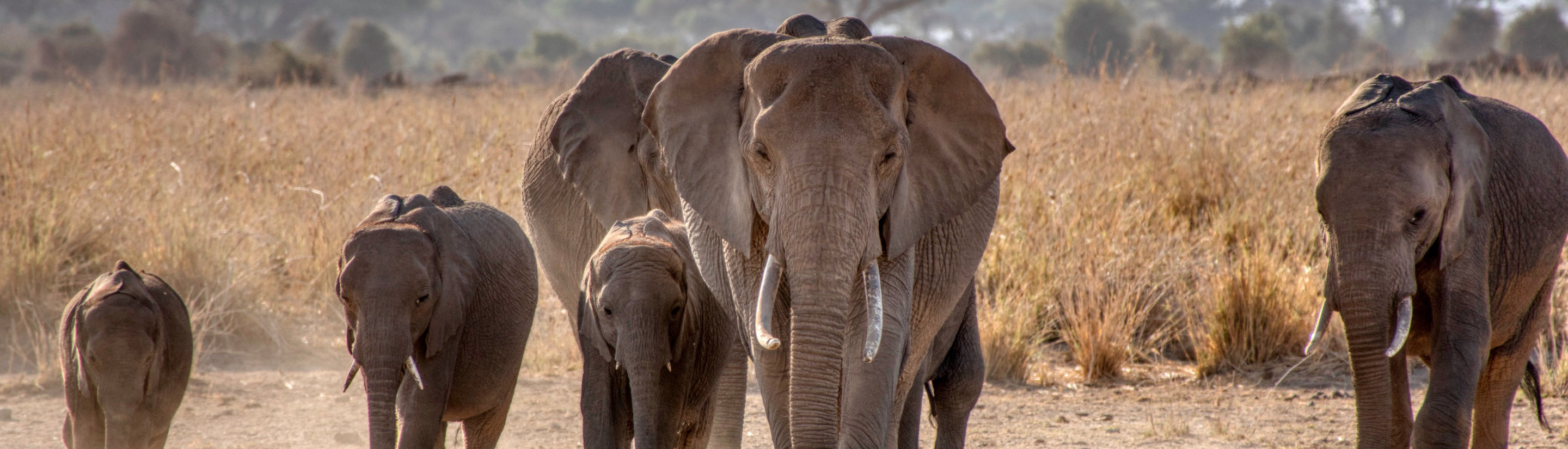 Serengeti de Luxe