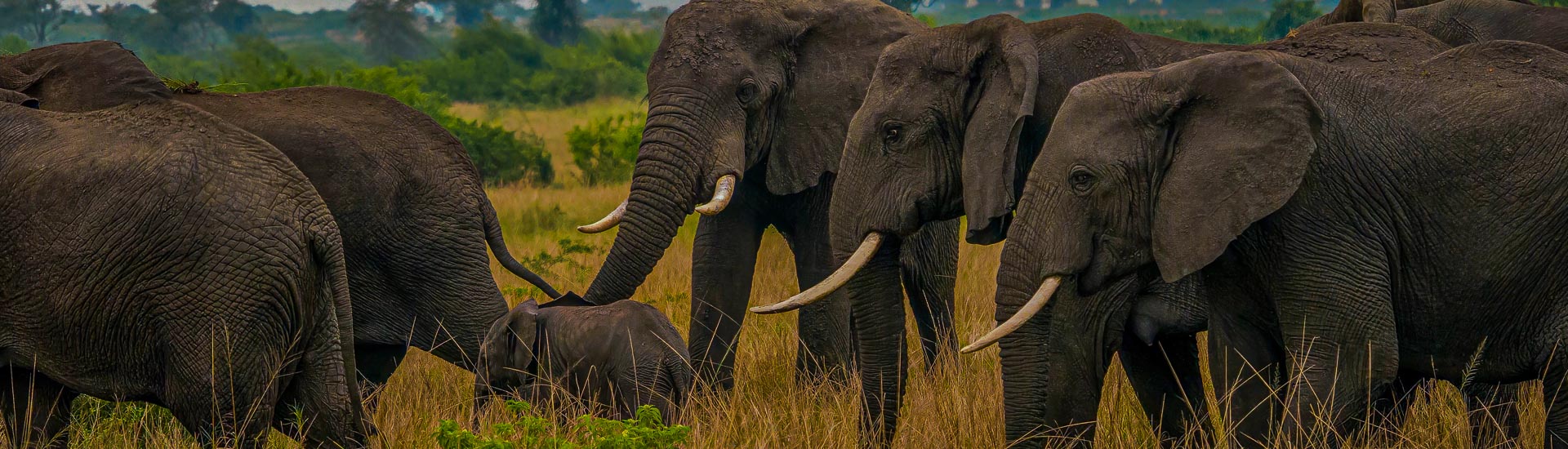 Elefantenfamilie Uganda Reise