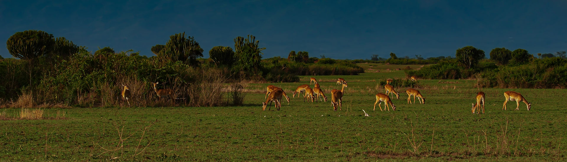 Antilopen im Queen Elizabeth Nationalpark.