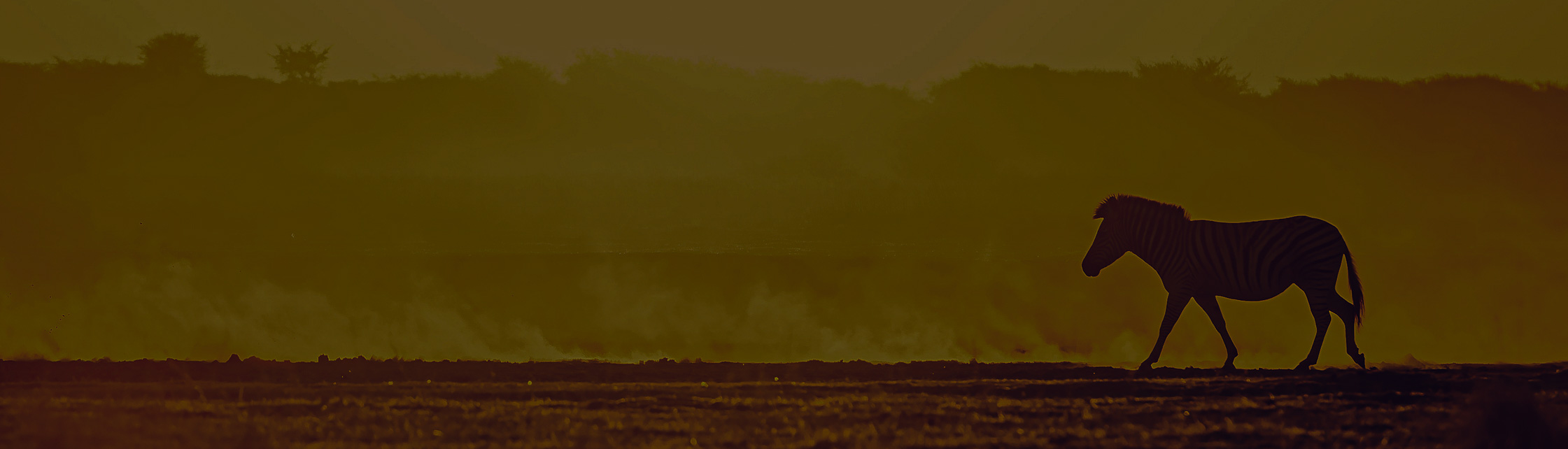 Silhouette eines Zebras in der weiten Steppe Afrikas