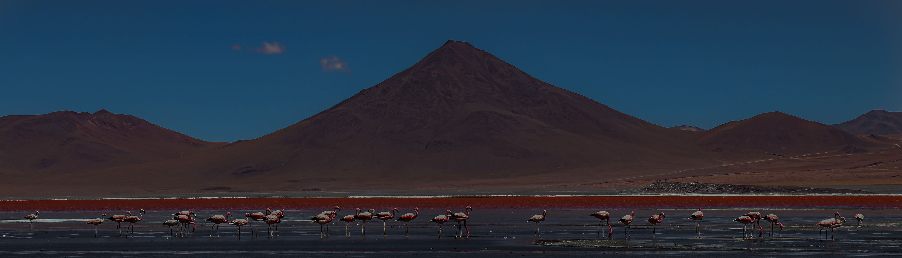 Bolivien Reise Flamingos
