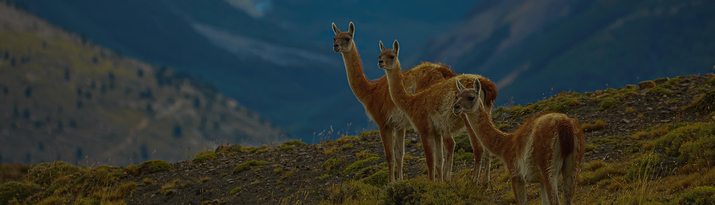 Guanakos im Torres del Paine Nationalpark in Chile