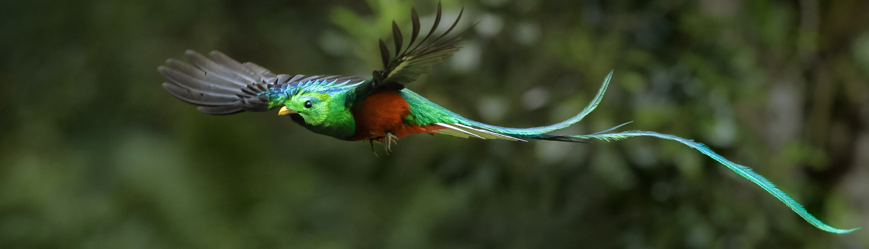 Quetzal