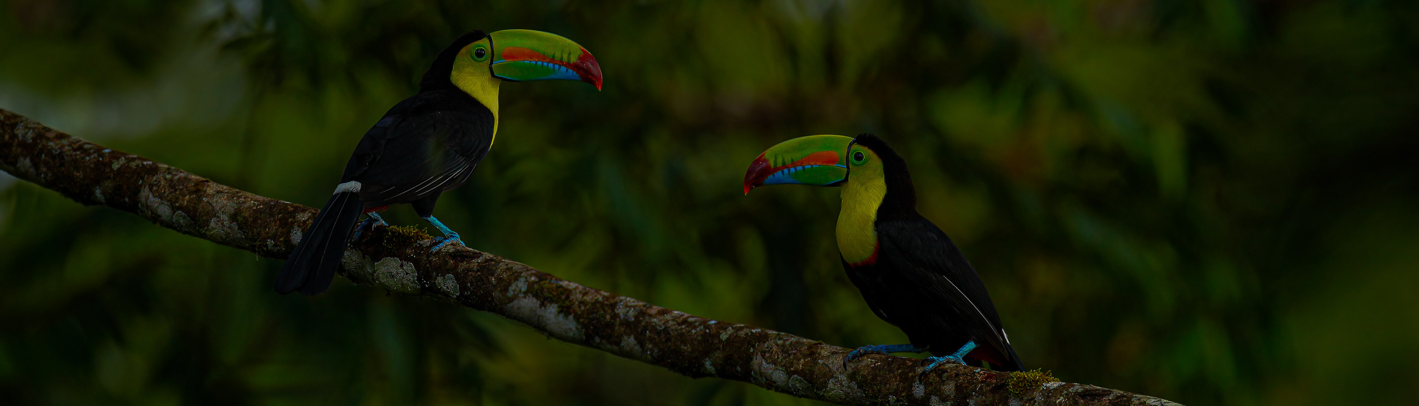 Zwei Tukane in Grünen Bäumen in Costa Rica.