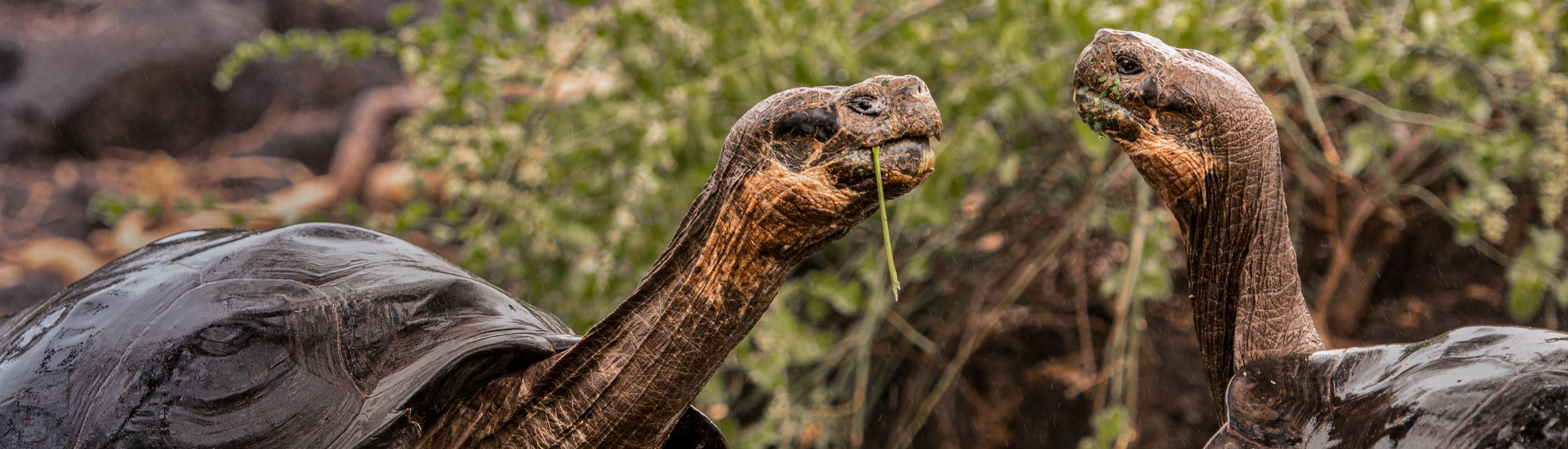 Galápagos