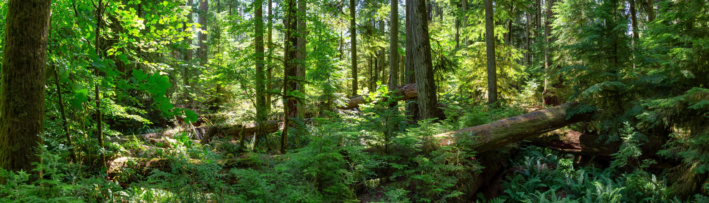 Kanada – Reise im Land der Seen und Wälder