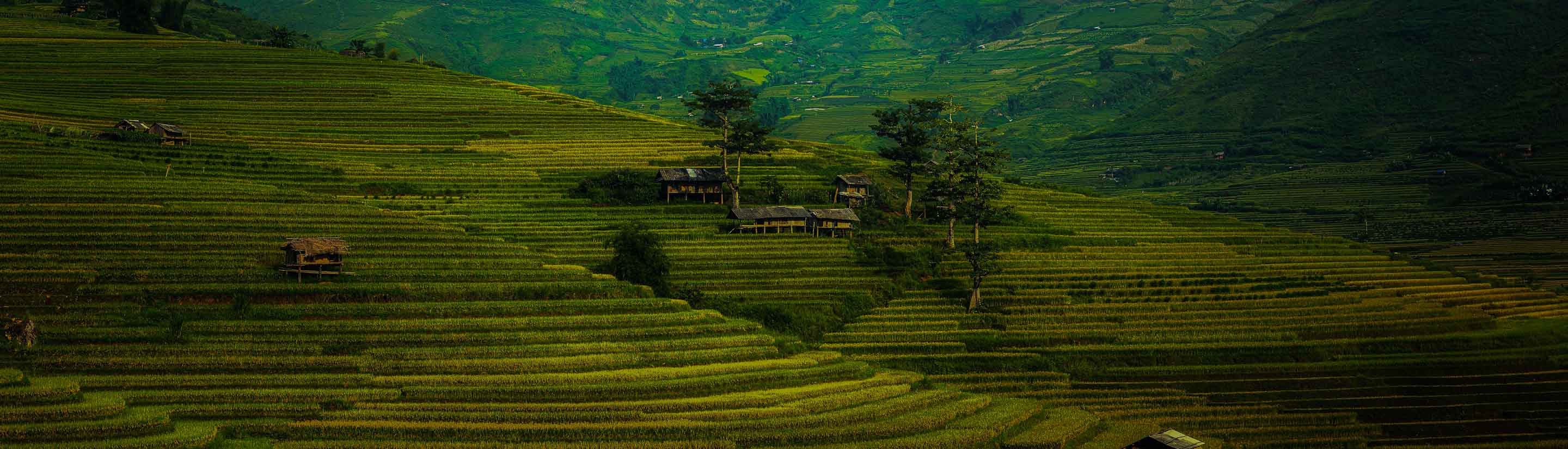 Grüne Reisterrassen auf einer Reise in China