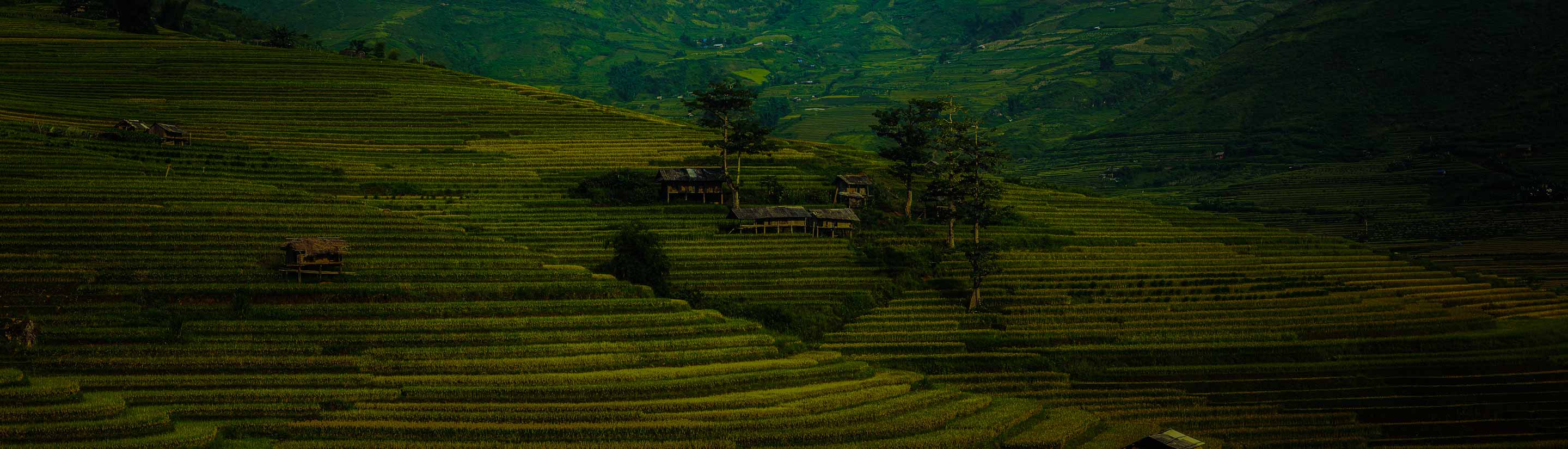 Terrassen mit Reisfeldern an grünen Bergen in China.