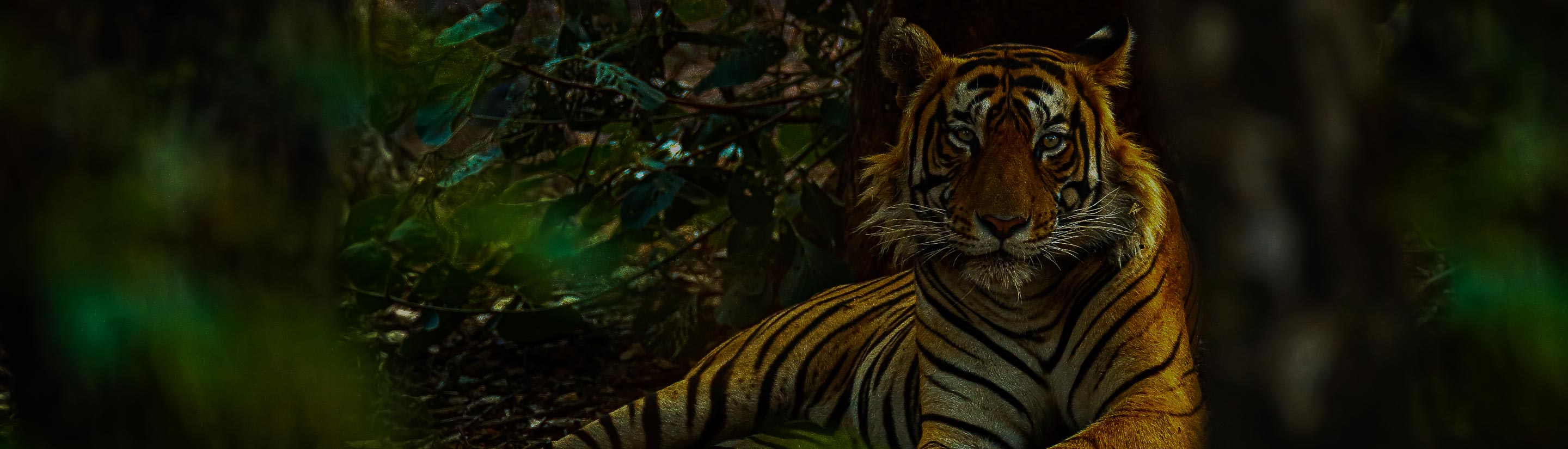 Indischer Tiger im Grünen im Ranthambore Nationalpark in Indien 