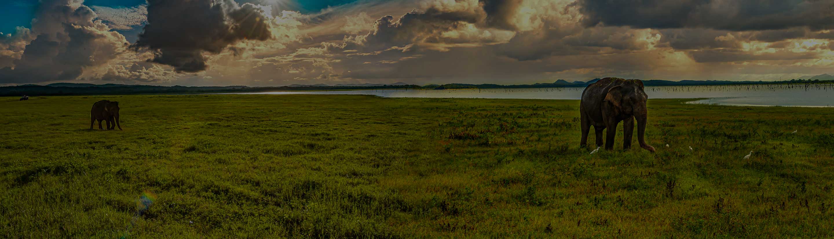 Landschaftspanorama mit Elefanten auf Sri Lanka