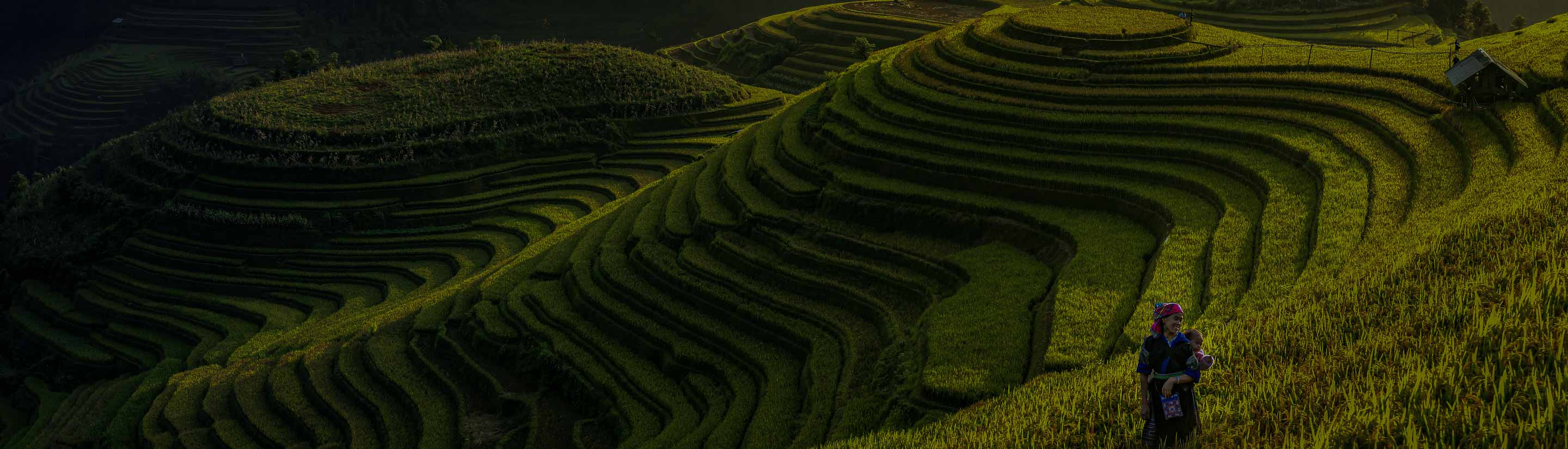 Mu Cang Chai Reisterrassen in Vietnam