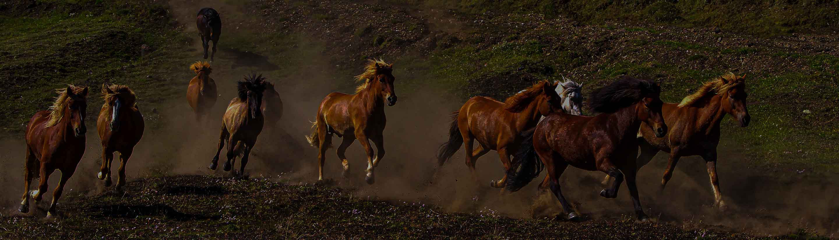Island Herde wilde Pferde