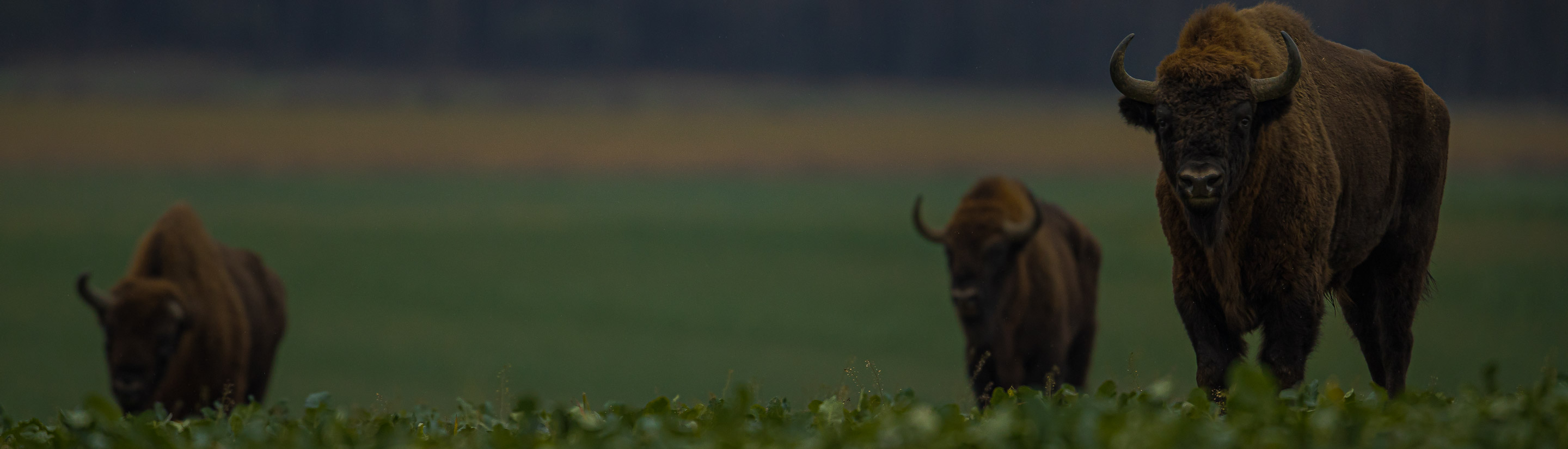 Polen Bison Weide Knyszyn Wald
