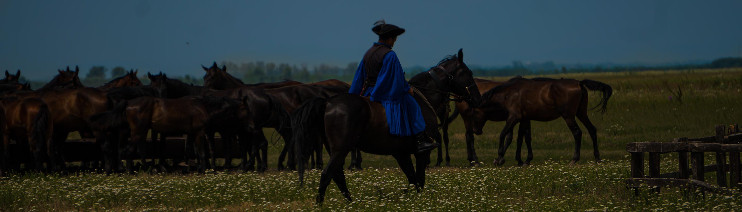 Reiter auf Pferd mit Herde Pferden in Hortogaby in Ungarn.