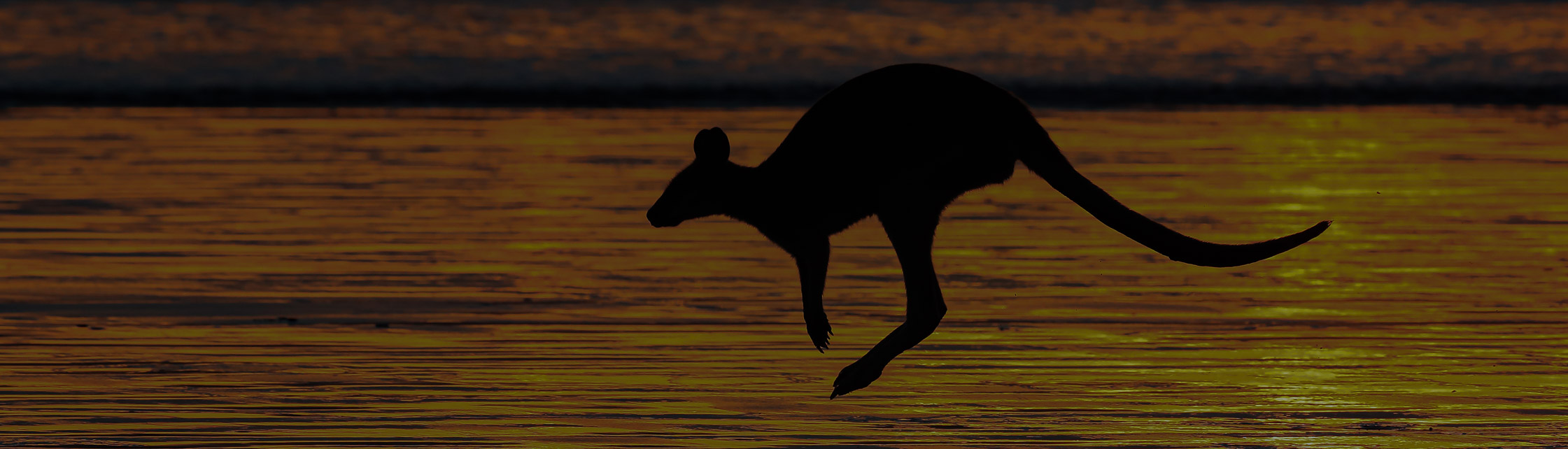 Känguru Silhouette vor dem Meer in Australien