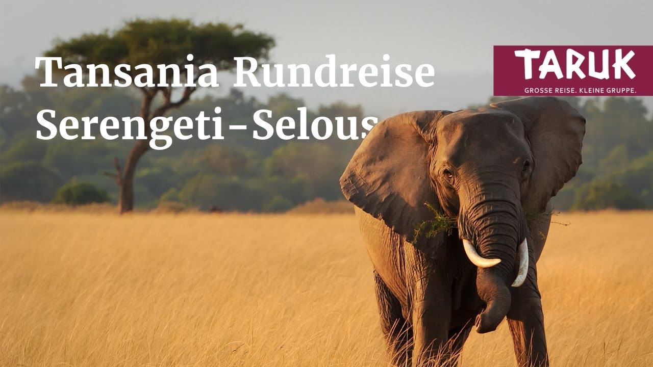 Elefant im gelben Savannengras vor einer Akazie in Tansania
