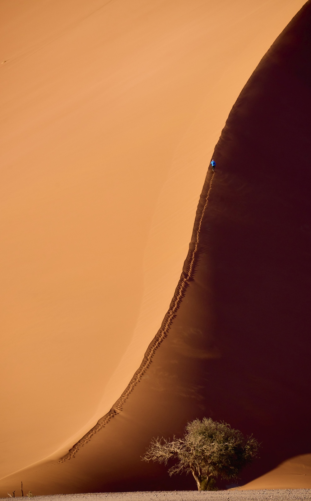 Eine Akazie vor einer roten Düne bei Sossuvlei auf der TARUK Reise Akazie