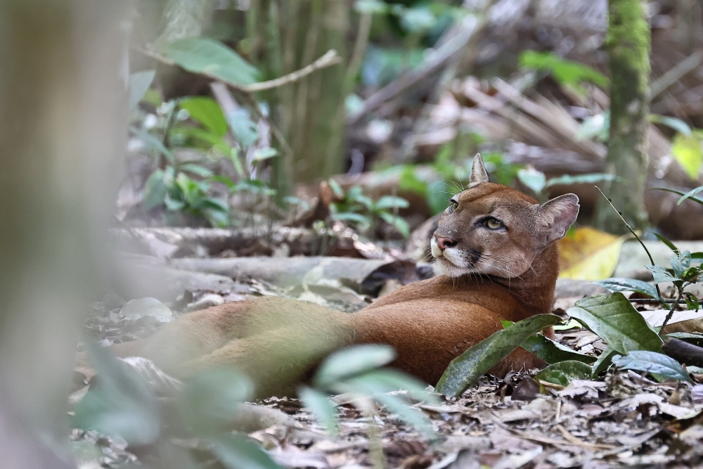 Ein Puma liegt im Dschungel des Corcovado Nationalparks auf der TARUK Reise Ara Aktiv