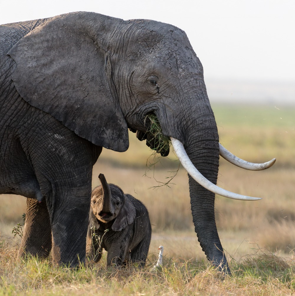 Elefantenmutter mit Elefantenbaby und Reiher in der Steppe auf TARUK Reise Mara-Serengeti