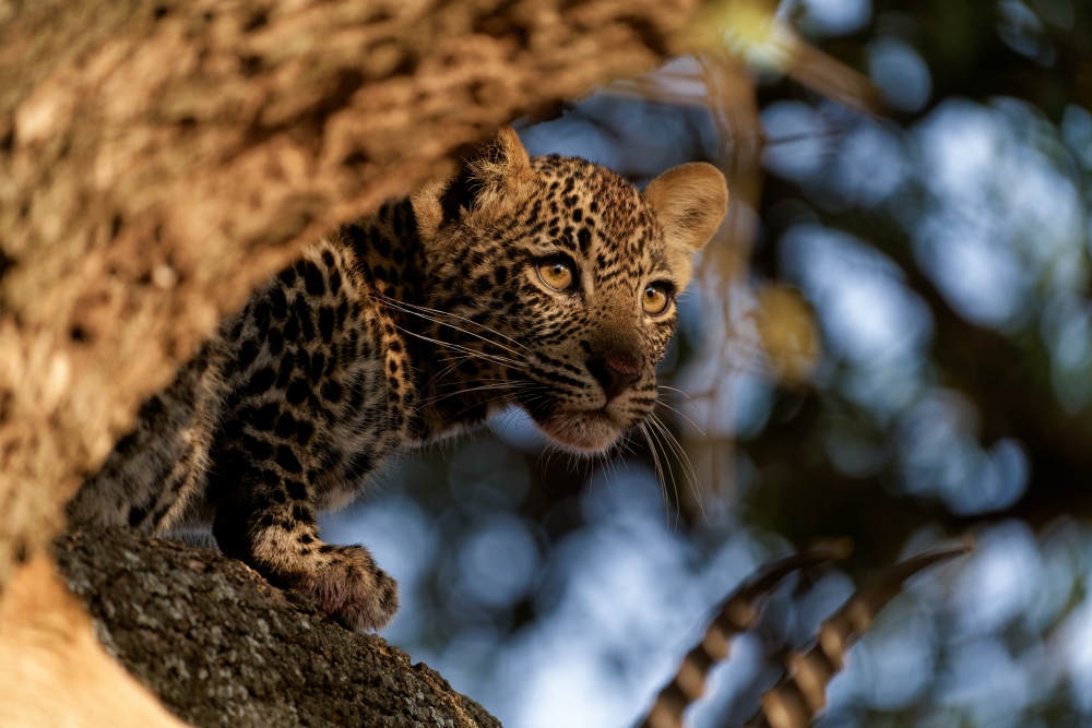 Ein Leopardenbaby im Baum im Morgenlicht auf der TARUK Reise Mara-Serengeti 