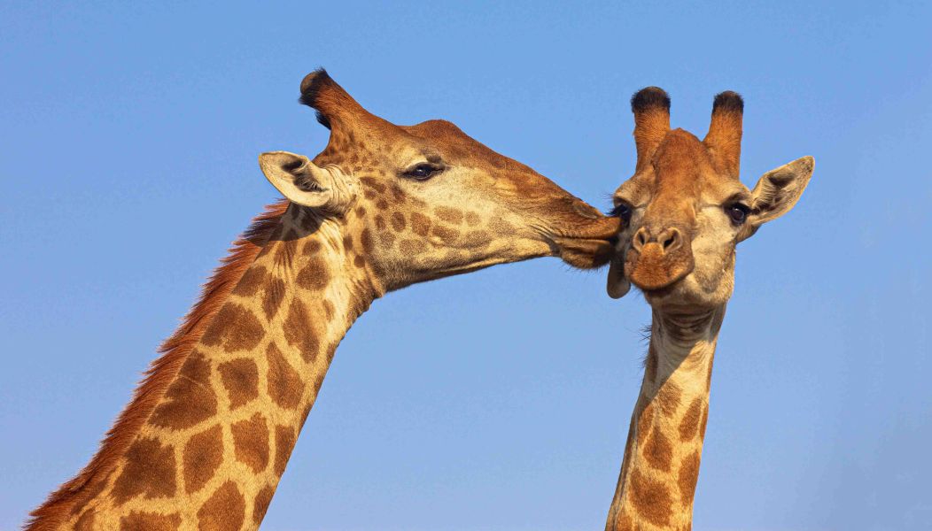 Giraffen küsst eine andere auf die Wange